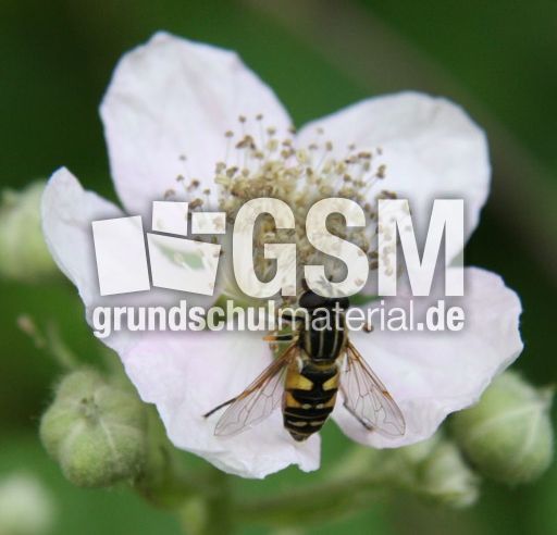 Brombeerblüte-007.jpg